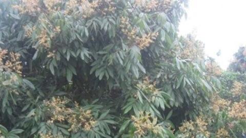 Thâm canh nhãn theo quy trình VietGAP cho lãi cao gấp 2 lần