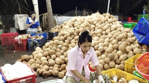 Giá dừa khô tăng mạnh 