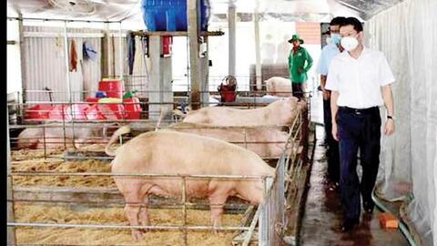 Lợi thế từ nông sản hữu cơ