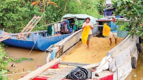 Giá lúa tăng trở lại 