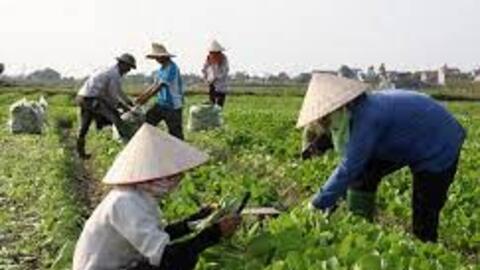 Hợp tác xã nông nghiệp sẽ là nhân tố quan trọng trong chuỗi cung ứng hàng hóa