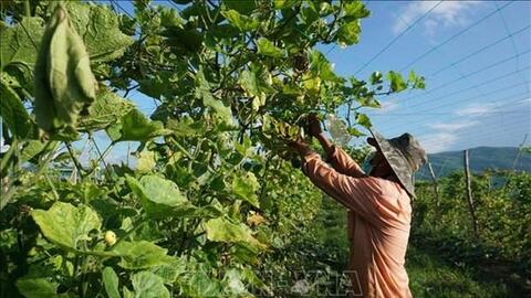 Gia Lai chuyển đổi sản xuất thích ứng với tình hình dịch