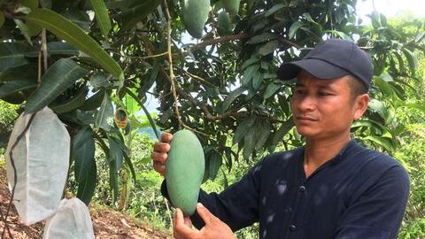 Trồng xoài “4 đúng”, tăng sản lượng tăng doanh thu