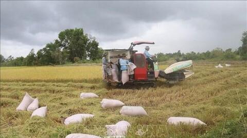 Tiền Giang: Định hướng nông dân sử dụng giống lúa thơm, chất lượng cao vào sản xuất
