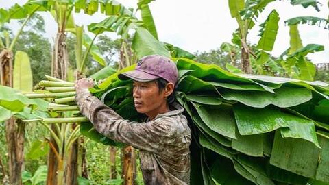 Hiệu quả từ mô hình trồng chuối ở vùng rừng U Minh Hạ