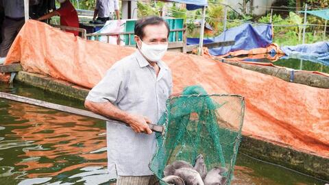 Nuôi cá tai tượng trong bể - mô hình nông nghiệp đô thị hiệu quả 