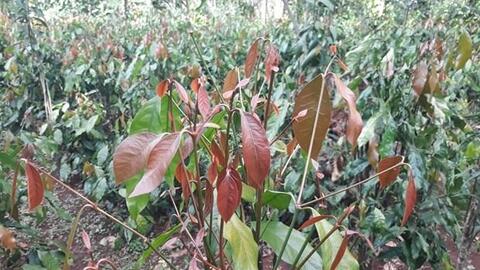 "Thuần hóa” đặc sản rau rừng, tạo sinh kế bền vững cho đồng bào dân tộc thiểu số