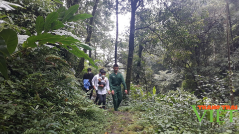 Nông Thôn Tây Bắc: Rừng Phong Thổ thêm xanh nhờ chính sách hợp lý