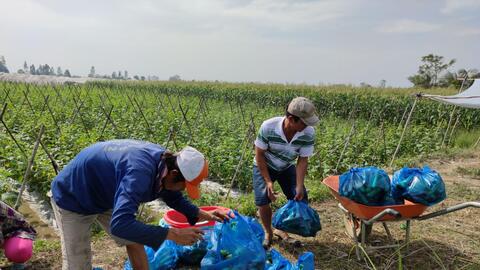 Nhiều loại rau có giá bán lẻ cao gấp 2-3 lần giá tại vườn 