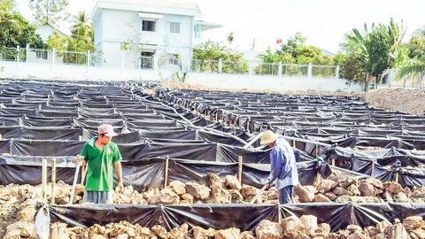 Nghề nuôi lươn phát triển ở Vĩnh Long 