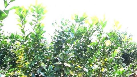 Cứu cây cam khỏi bệnh vàng lá, thối rễ