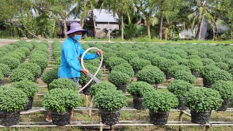 Nông dân Cần Thơ chuẩn bị hoa kiểng phục vụ thị trường Tết 