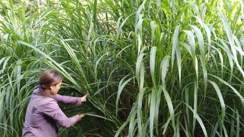 Nông thôn Tây Bắc: Co Mạ chủ động phòng chống rét cho đàn gia súc