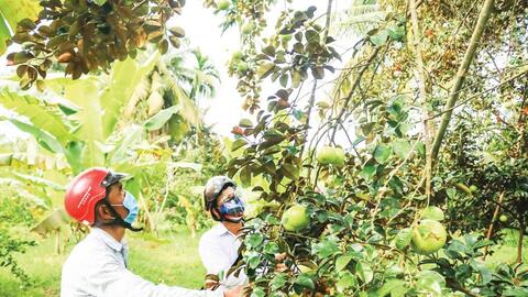 Hỗ trợ nông dân tăng hiệu quả sản xuất, kết nối đầu ra nông sản 