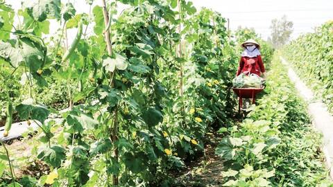 Giá nhiều loại rau quả tăng 