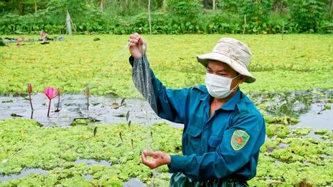 Nuôi cá bã trầu cộng sinh - “làm chơi ăn thiệt” 