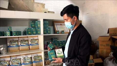 Cây dược liệu cà gai leo - hướng phát triển kinh tế mới ở "xã 135"