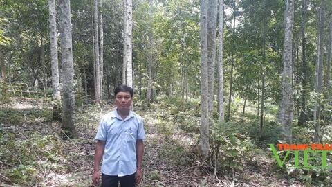 Nông thôn Tây Bắc: Người tiếp sức cho rừng hồi sinh ở Lai Châu