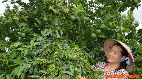 Nông thôn Tây Bắc: Mô hình kinh tế hiệu quả ở Mường Ảng