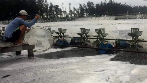 Tìm ra nguyên nhân tôm chết ở Ngũ Điền