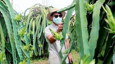 Nhà nông “liêu xiêu” vì giá phân bón, rơm rạ tăng mạnh như "tên lửa"
