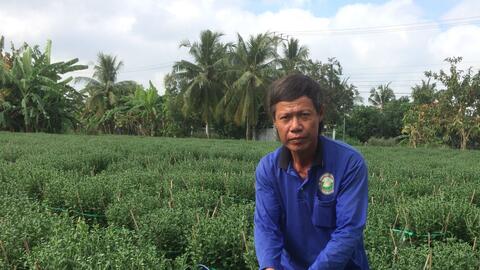 Trồng hoa bán Tết 