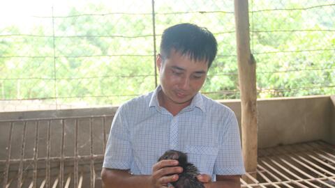 Nông thôn Tây Bắc: Nuôi nhím và dế để làm giàu