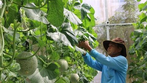 Nông dân Bạc Liêu chuyển đổi sản xuất gắn với ứng dụng công nghệ cao