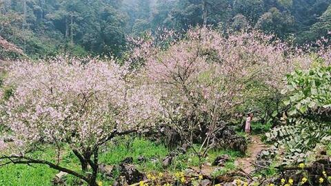 Thị trường ảm đạm, người trồng đào Sơn La lo lắng