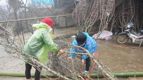 Nông thôn Tây Bắc: Thị trường đào Tết ảm đạm, nông dân lo mất Tết
