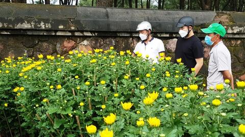 Hoa Tết  tụ hội, chờ người mua 