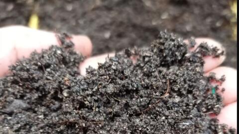 Tận dụng lông gà sản xuất phân bón hữu cơ sinh học