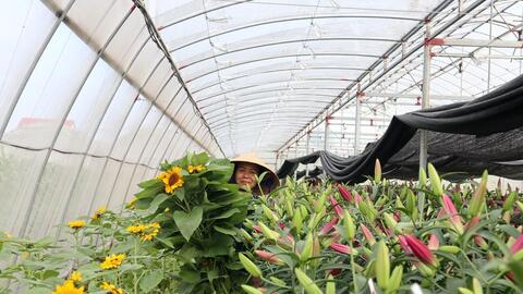 Nông dân Nghệ An trúng vụ hoa Tết