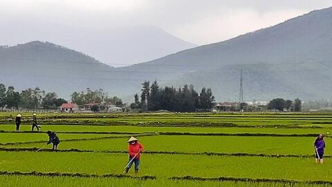 Nông dân xuống đồng chọn ngày 'lấy may'