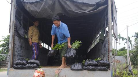 Nghệ An đặt mục tiêu trồng mới hơn 17.500 ha rừng nguyên liệu