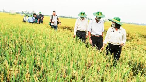 Hiệu quả sản xuất lúa gạo từ mô hình cánh đồng lớn 