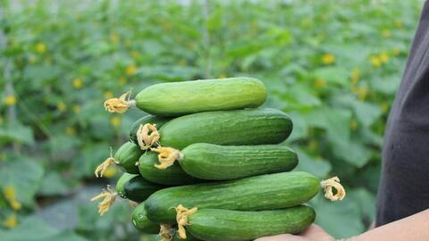 Hải Dương: 2 chàng trai "tay ngang" kiếm tiền tỷ từ trồng dưa chuột Israel