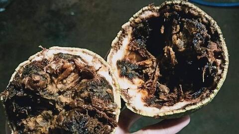 Chàng kỹ sư trẻ rời nước Pháp hoa lệ về Bình Phước... trồng bơ, không ngờ thu được tiền tỷ