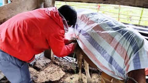 Bảo vệ gia súc, gia cầm trước đợt rét sắp tới