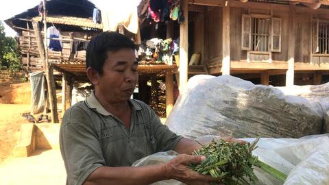 Nông thôn Tây Bắc: Nuôi trâu, bò nhốt chuồng, sức bật ở một xã anh hùng