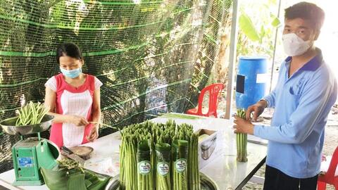 Măng tây xanh Ri Bo Cần Thơ 