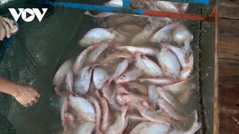 Giá cá sụt giảm, thương lái "mất dạng", dân nuôi cá lồng bè lo đứng lo ngồi