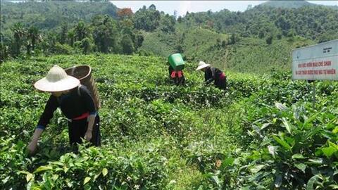 Lào Cai hướng tới sản xuất nông nghiệp không hóa chất