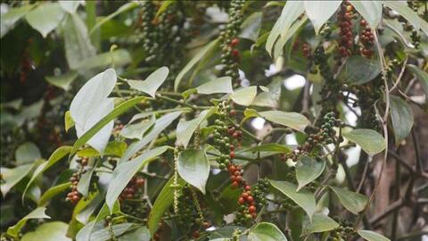 Giá hồ tiêu tăng nhưng nông dân vẫn "rầu hết cả người"