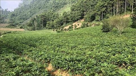 Liên kết trồng cây dược liệu theo chuỗi giá trị ở Yên Bái