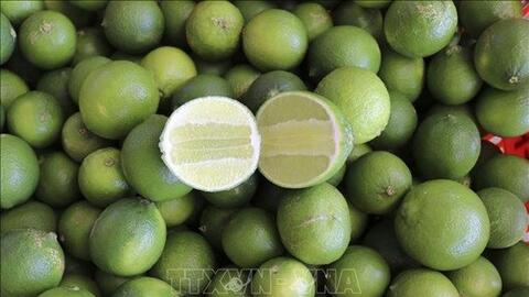 Chanh không hạt cho "quả ngọt" trên vùng đất nắng Ninh Thuận