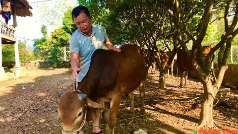 Lão nông vùng cao thu nhập tốt nhờ nuôi bò sinh sản kết hợp vỗ béo