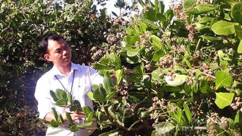 Bình Phước: Tại sao nông dân trồng điều phải xử lý cho cây rụng lá, giữ lại lá khô làm gì?