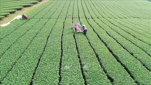 Xây dựng vùng sản xuất chè ứng dụng công nghệ cao Mộc Châu