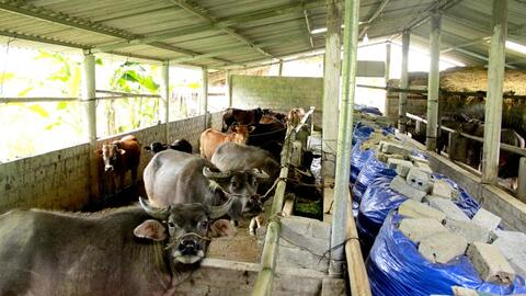 Hà Giang ứng dụng công nghệ sinh học vào sản xuất và đời sống